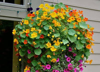 Nasturtium Flower seeds for Planting - Long Bloom Season, Heirloom & GMO Free Seeds for Home Garden
 
 Sale for planting in home garden.