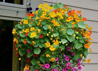Nasturtium Flower Seeds for Bright, Edible Blooms