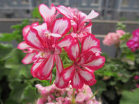 Red White Univalve Geranium Flower Seeds for Planting Cottage Garden Essential Heirloom & GMO Free Seeds for Home Garden
 
 Sale