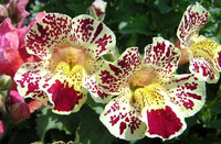 White Mimulus Flower Seeds for Planting  Seed for Lush Gardens and Delightful Blooms