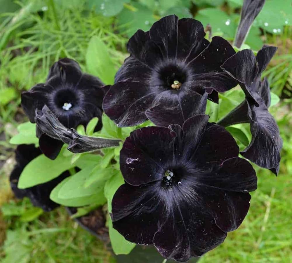 Black Purple Petunia Flower seeds for Planting Shade Tolerant Heirloom & GMO Free Seeds for Home Garden