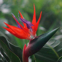 Red Strelitzia Reginae Seeds Flower seeds for Planting Low Maintenance Heirloom & GMO Free Seeds for Home Garden
