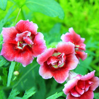 Gloxinia Flower Seeds, Mixed Colors, Potted Plants, Bonsai Flowers