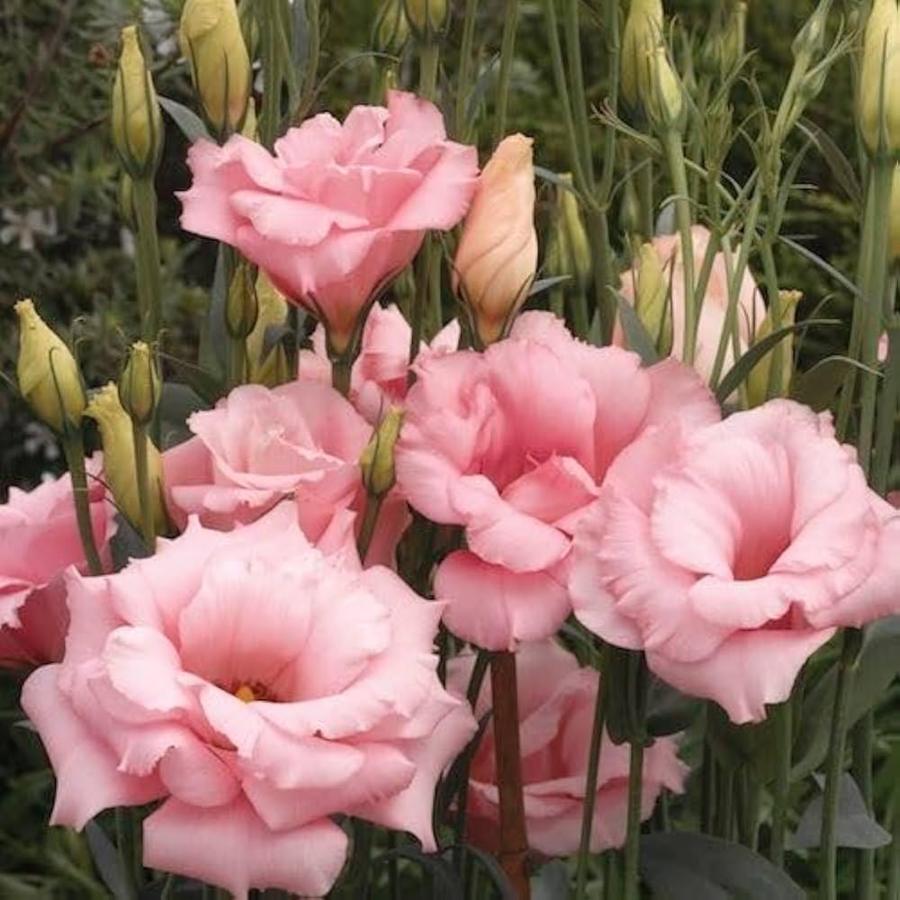 Peach Eustoma (Lisianthus) Flower seeds for Planting Compact Growth Heirloom & GMO Free Seeds for Home Garden
 
 Sale