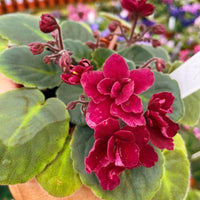 African Violet Red Flower Seeds for Unique Ground Cover | Exotic Blooms