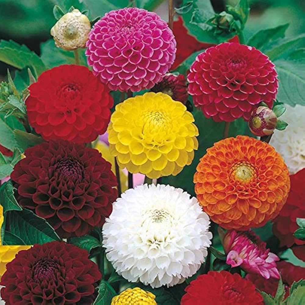 White Green Mixed Dahlia Flower Seeds for Planting Drought Tolerant Heirloom & GMO Free Seeds for Home Garden
 
 Sale