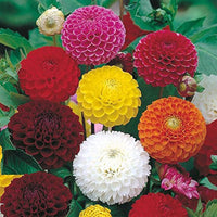 White Green Mixed Dahlia Flower Seeds for Planting Drought Tolerant Heirloom & GMO Free Seeds for Home Garden
 
 Sale