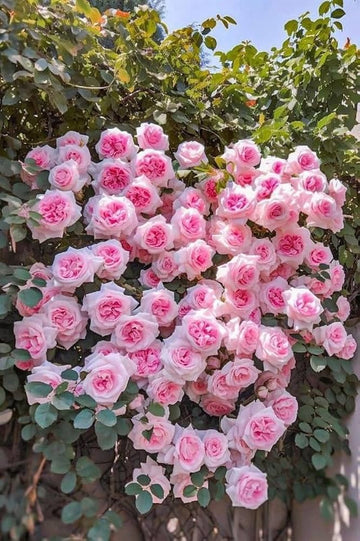 Pink Climbing Perennial Rose Flower Seeds for Planting Low Maintenance Heirloom & GMO Free Seeds for Home Garden
 
 Sale