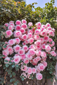 Pink Rose Tree Flower Seeds for Planting – Colorful Display Heirloom & NonGMO Seeds for Home Garden
 
 Sale