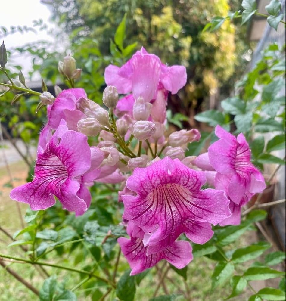 Pink Cape Honeysuckle Flower seeds for Planting Cottage Garden Essential Heirloom & GMO Free Seeds for Home Garden 
 
 Sale