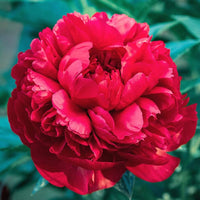 Peony Flower Seeds for Classic, Bold Garden Blooms