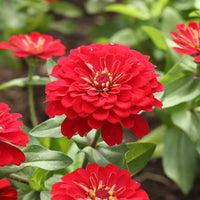 Red Zinnia Seeds Zinnia elegans for Planting in Flower Garden and Pollinator Patch