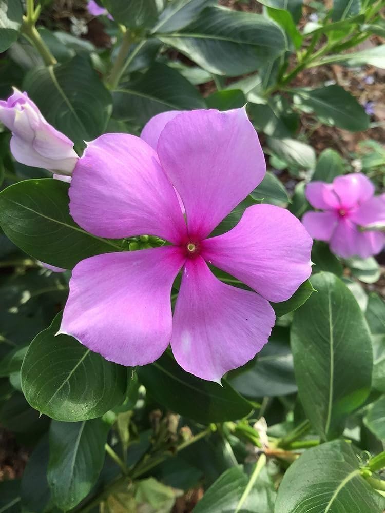 Ornamental Pots in Garden Vinca Nayantara Flower Seeds