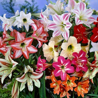 Mixed Color Amaryllis Flower Seeds for Planting Cut Flower Favorite Heirloom & GMO Free Seeds for Home Garden
 
 Sale