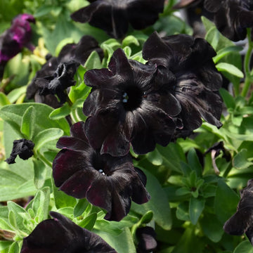 Black Pink Petunia Flower Seeds for Planting Heirloom NONGMO Easy to Grow Garden Blooms Hardy Variety 
 
 Sale