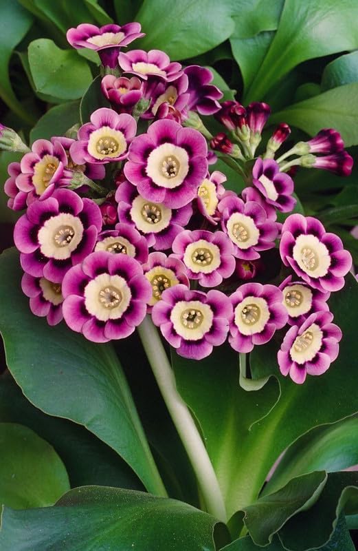 Purple Primula Autumn Flower Seeds for Planting Pollinator Friendly Heirloom & GMO Free Seeds for Home Garden
 
 Sale