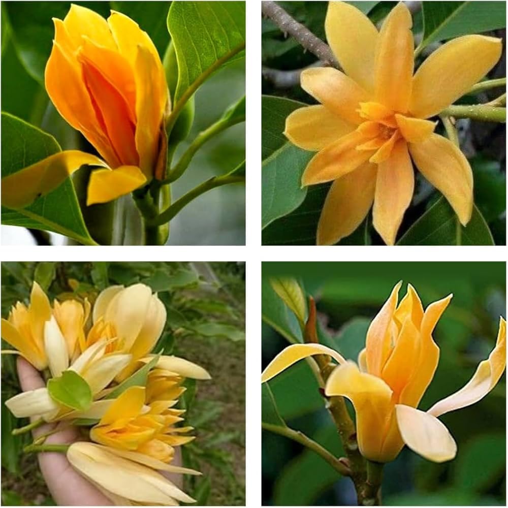 Champa Flower seeds for Planting - Fragrant Blossoms, Heirloom & GMO Free Seeds for Home Garden