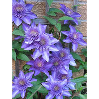 Violet Clematis Flower Seeds for Planting Sun Loving Heirloom & GMO Free Seeds for Home Garden
 
 Sale