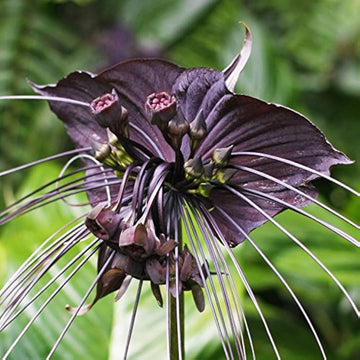 Black Tacca Chantrieri Flower seeds for Planting - Premium Quality, Heirloom & GMO Free Seeds for Home Garden