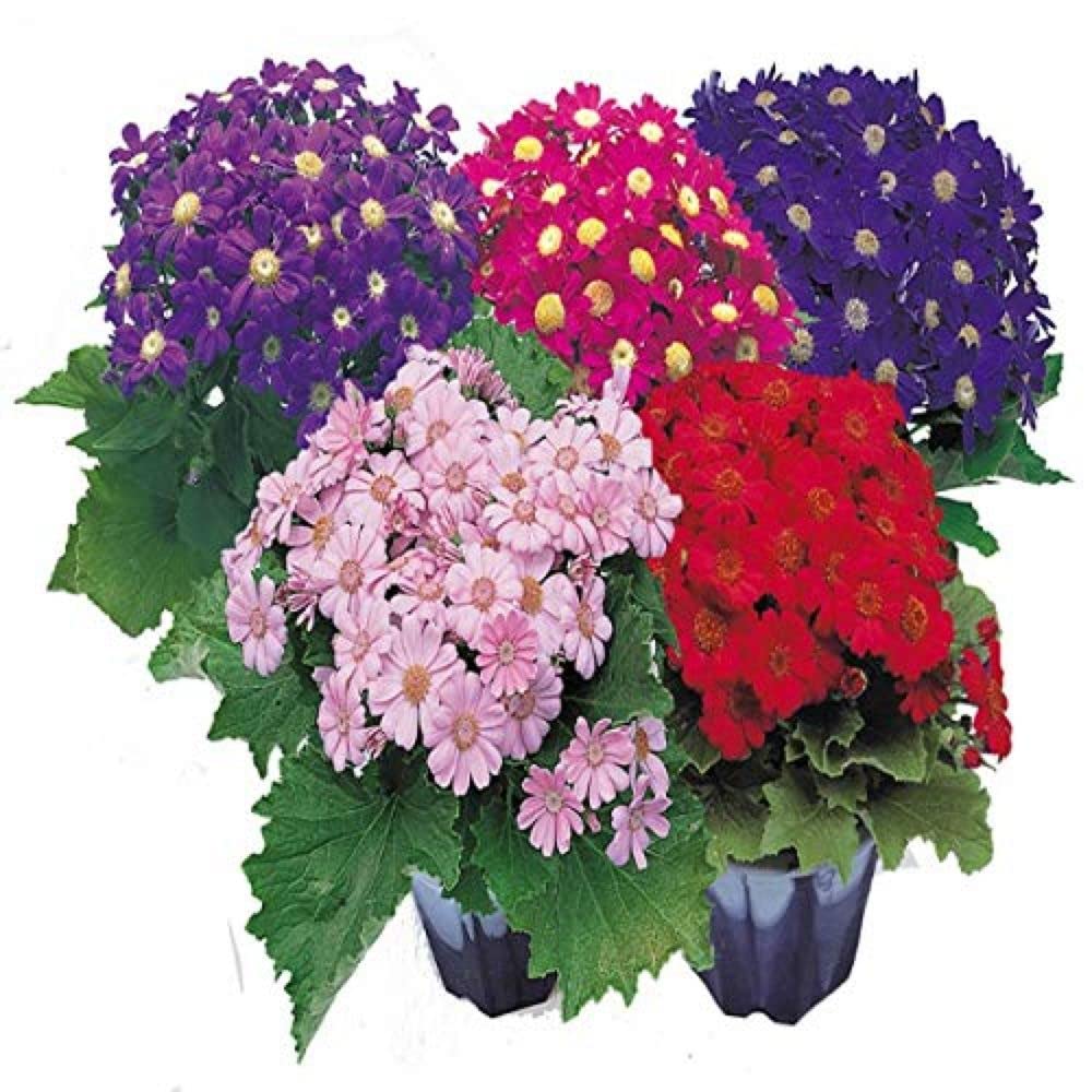 Mixed Color Cineraria Flower Seeds Cut Flower Favorite Heirloom & GMO Free Seeds for Home Garden
 
 Sale
