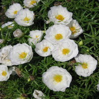 White Portulaca Flower seeds for Planting - Hardy Variety, Heirloom & GMO Free Seeds for Home Garden