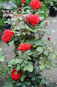 Red Holland Rose Flower Seeds for Planting Heirloom NonGMO Seeds for Beautiful Blooms Easy to Grow 
 
 Sale