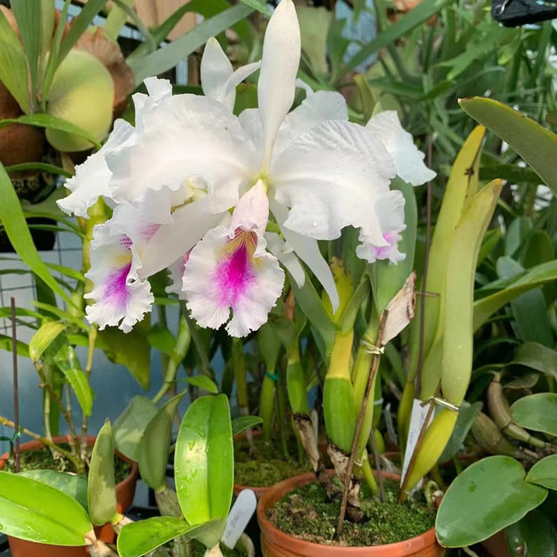 Pink White Cattleya Hybrida Flower seeds for Planting - Perfect for Borders, Heirloom & GMO Free Seeds for Home Garden