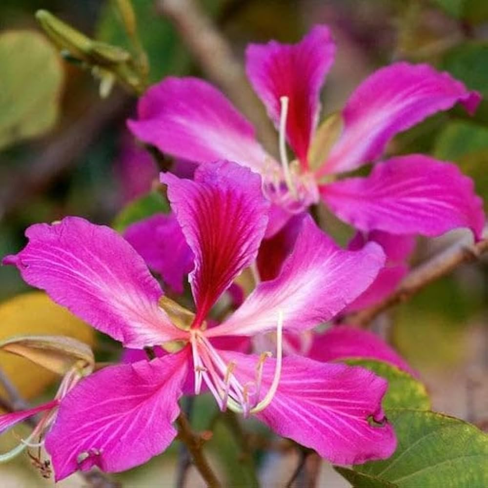 Pink Vietnam Milk Flower seeds for Planting Premium Quality Heirloom & GMO Free Seeds for Home Garden 
 
 Sale