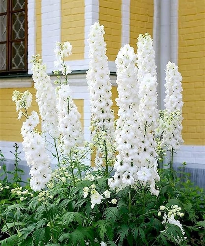 White Larkspur Delphinium elatum King Seeds for Planting flower bed cottage garden