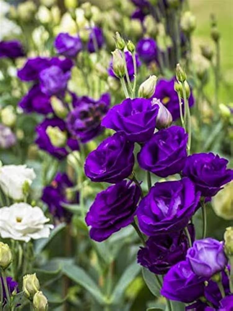 Purple Lisianthus Flower seeds for Planting Drought Tolerant Heirloom & GMO Free Seeds for Home Garden 
 
 Sale