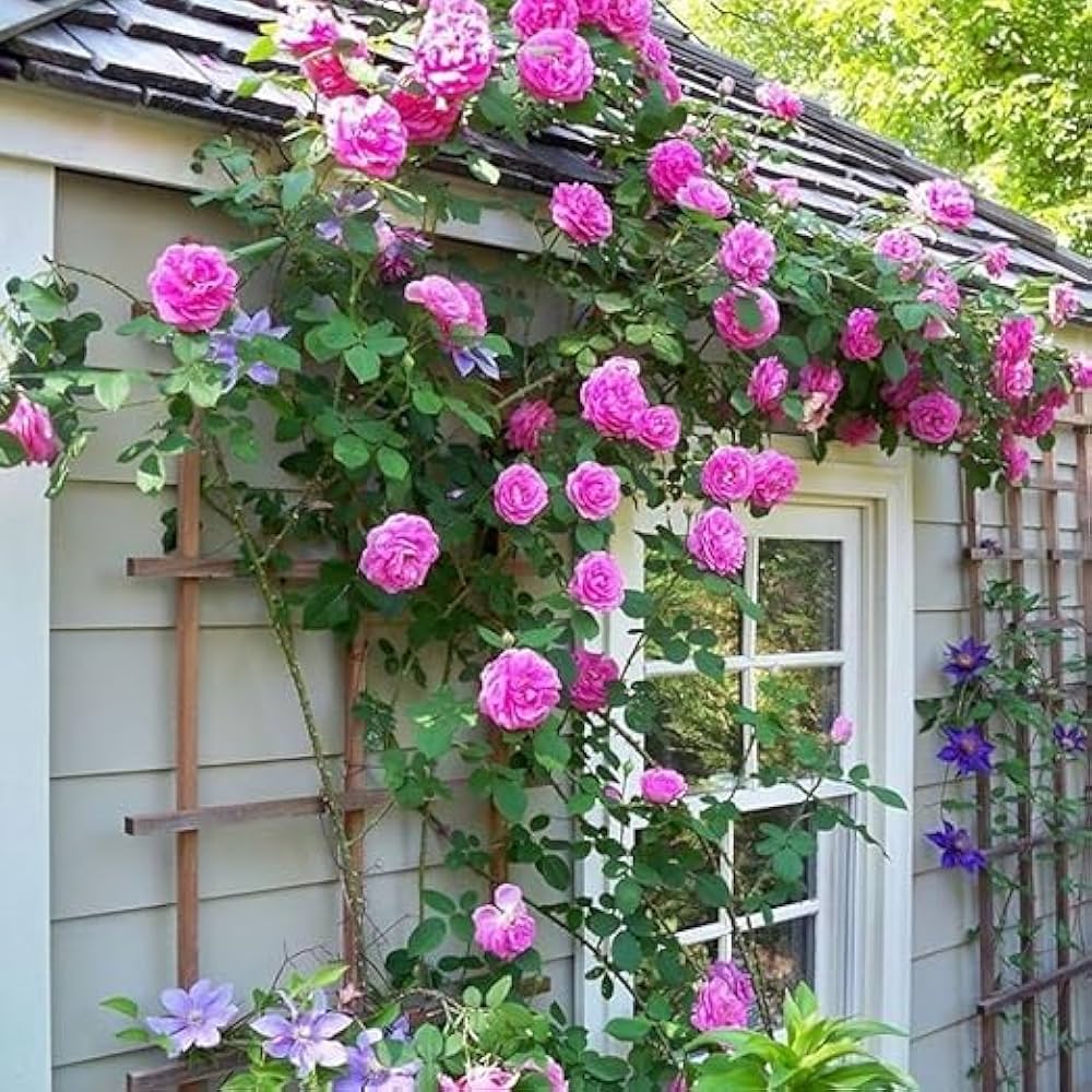 Climbing Rose Flower seeds for Planting, Compact Growth Heirloom & GMO Free Seeds for Home Garden