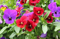 Viola Red Blue Flower seeds for Planting - Premium Quality, Heirloom & GMO Free Seeds for Home Garden