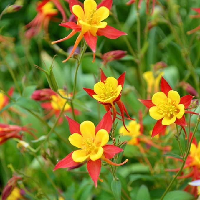 Oriental Columbine Seeds for Planting wildflower garden