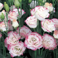 Sapphire Pink Eustoma (Lisianthus) Flower seeds for Planting Easy to Grow Heirloom & GMO Free Seeds for Home Garden 
 
 Sale