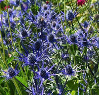 Blue Sea Holly Flower seeds for Planting - Seasonal Bloomer, Heirloom & GMO Free Seeds for Home Garden
 
 Sale