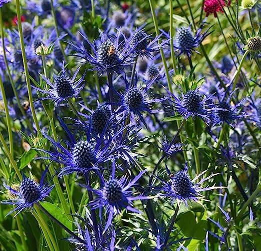 Eryngium Planum Flower seeds for Planting Cut Flower Favorite Heirloom & GMO Free Seeds for Home Garden