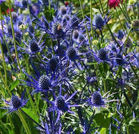 Eryngium Planum Flower seeds for Planting Cut Flower Favorite Heirloom & GMO Free Seeds for Home Garden