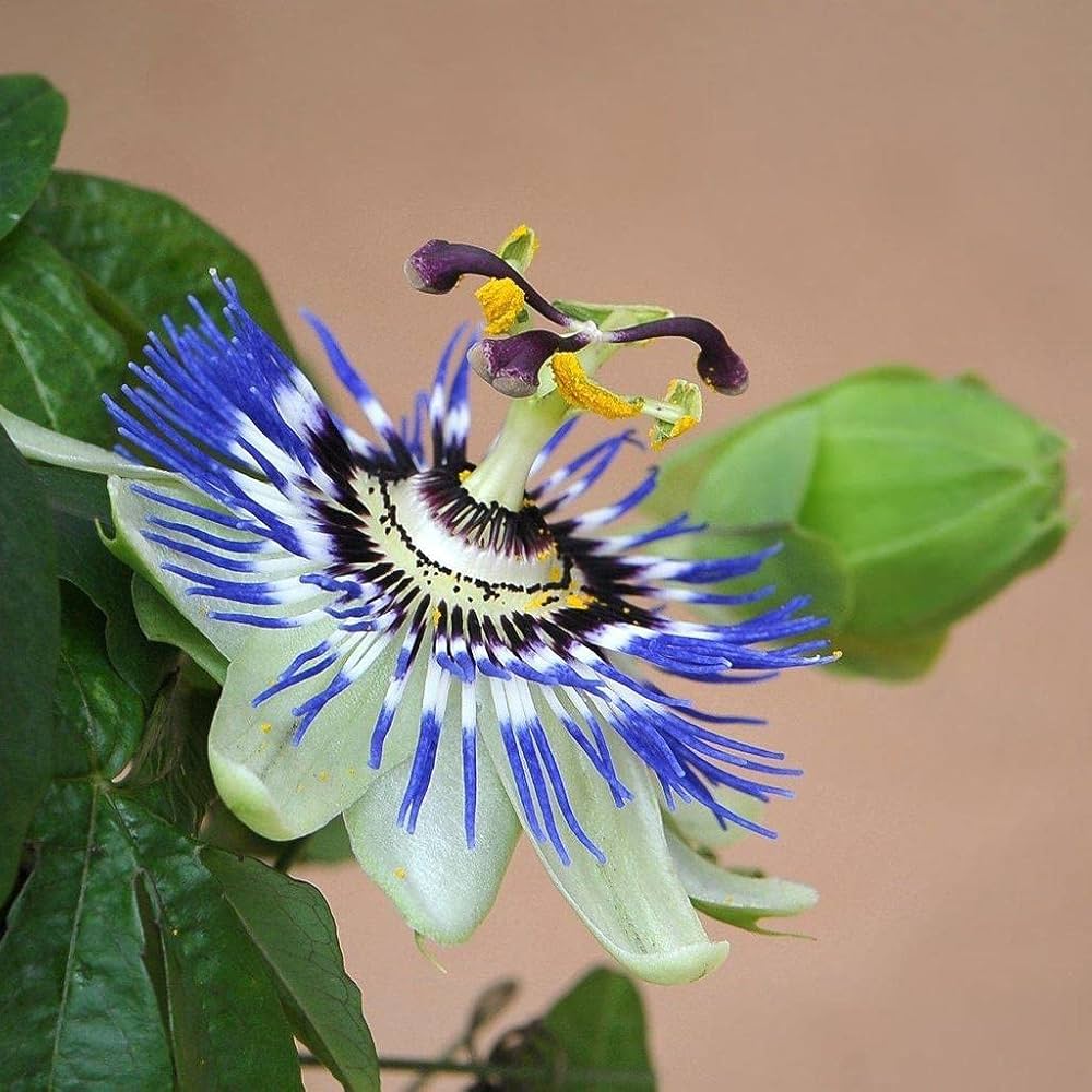 Water Lemon Passion Flower Passiflora laurifolia Seeds for Planting in Urban Garden and Flower Bed