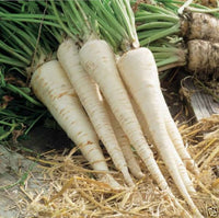 Hamburg Rooted Parsley Petroselinum crispum seeds for kitchen garden