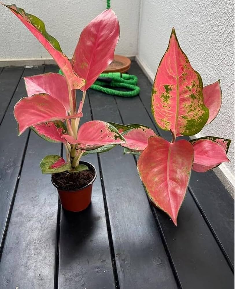 Aglaonema Flower seeds for Planting - Low Maintenance, Heirloom & GMO Free Seeds for Home Garden
