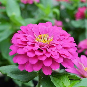 Pink Zinnia Flower seeds for Planting Pollinator Friendly Heirloom & GMO Free Seeds for Home Garden 
 
 Sale
