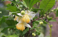 Green Camellia Sinensis Flower seeds for Planting - Fragrant Blossoms, Heirloom & GMO Free Seeds for Home Garden