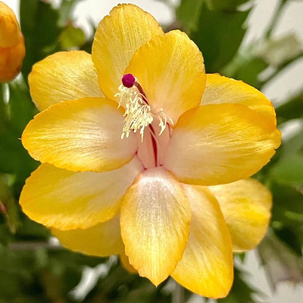 Yellow Zygocactus Truncatus Flower seeds for Planting Pollinator Friendly Heirloom & GMO Free Seeds for Home Garden 
 
 Sale