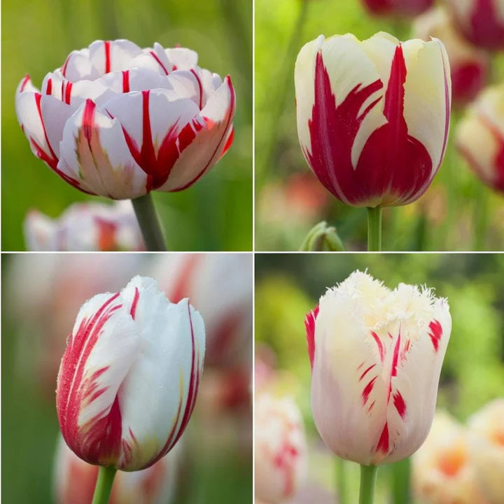 Red White Tulip Flower Seeds Flower seeds for Planting Cut Flower Favorite Heirloom & GMO Free Seeds for Home Garden