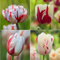 Red White Tulip Flower Seeds Flower seeds for Planting Cut Flower Favorite Heirloom & GMO Free Seeds for Home Garden