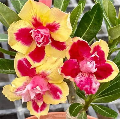 100 Pcs