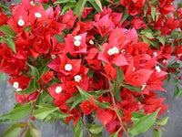 Deep Red Bougainvillea Seeds – Low Maintenance Heirloom & NonGMO for Home Gardens
 
 Sale
