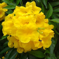 Yellow Jacaranda Flower seeds for Planting Cut Flower Favorite Heirloom & GMO Free Seeds for Home Garden