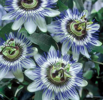 Passiflora Flower seeds for Planting Colorful Display Heirloom & GMO Free Seeds for Home Garden
