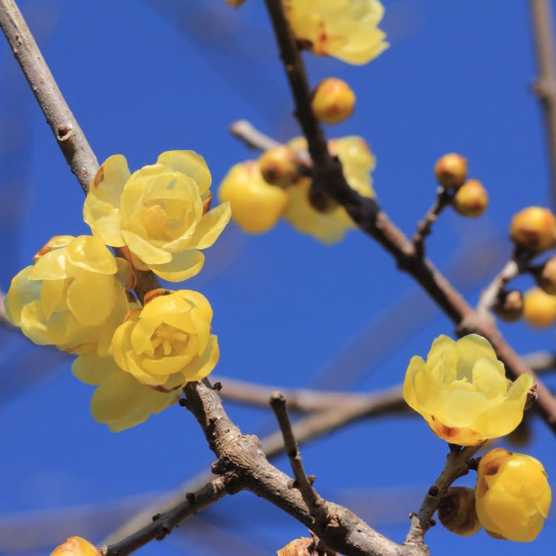 Wintersweet Flower seeds for Planting Perfect for Borders Heirloom & GMO Free Seeds for Home Garden